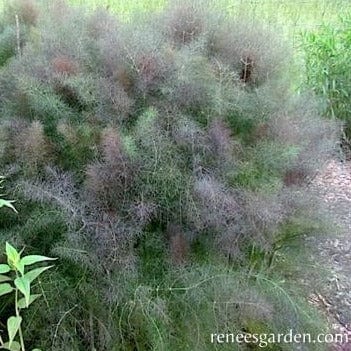 Fennel Smokey Bronze - Renee's Garden Seeds
