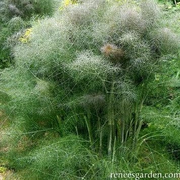 Fennel Smokey Bronze - Renee's Garden Seeds