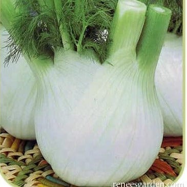 Fennel Trieste Bulbing - Renee's Garden Seeds