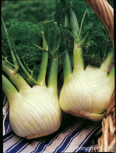 Fennel Trieste Bulbing - Renee's Garden Seeds