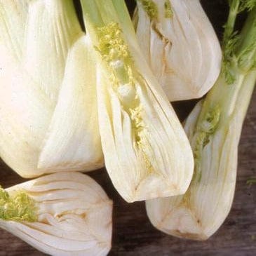 Fennel Trieste Bulbing - Renee's Garden Seeds