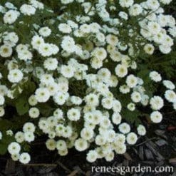 Feverfew White Wonder Double - Renee's Garden Seeds