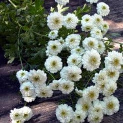 Feverfew White Wonder Double - Renee's Garden Seeds