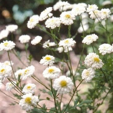 Feverfew White Wonder Double - Renee's Garden Seeds