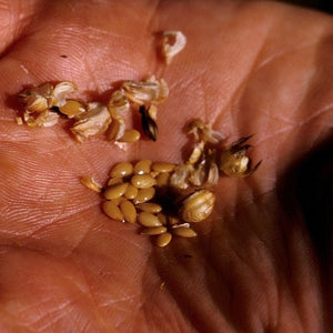 Flax Golden - Salt Spring Seeds