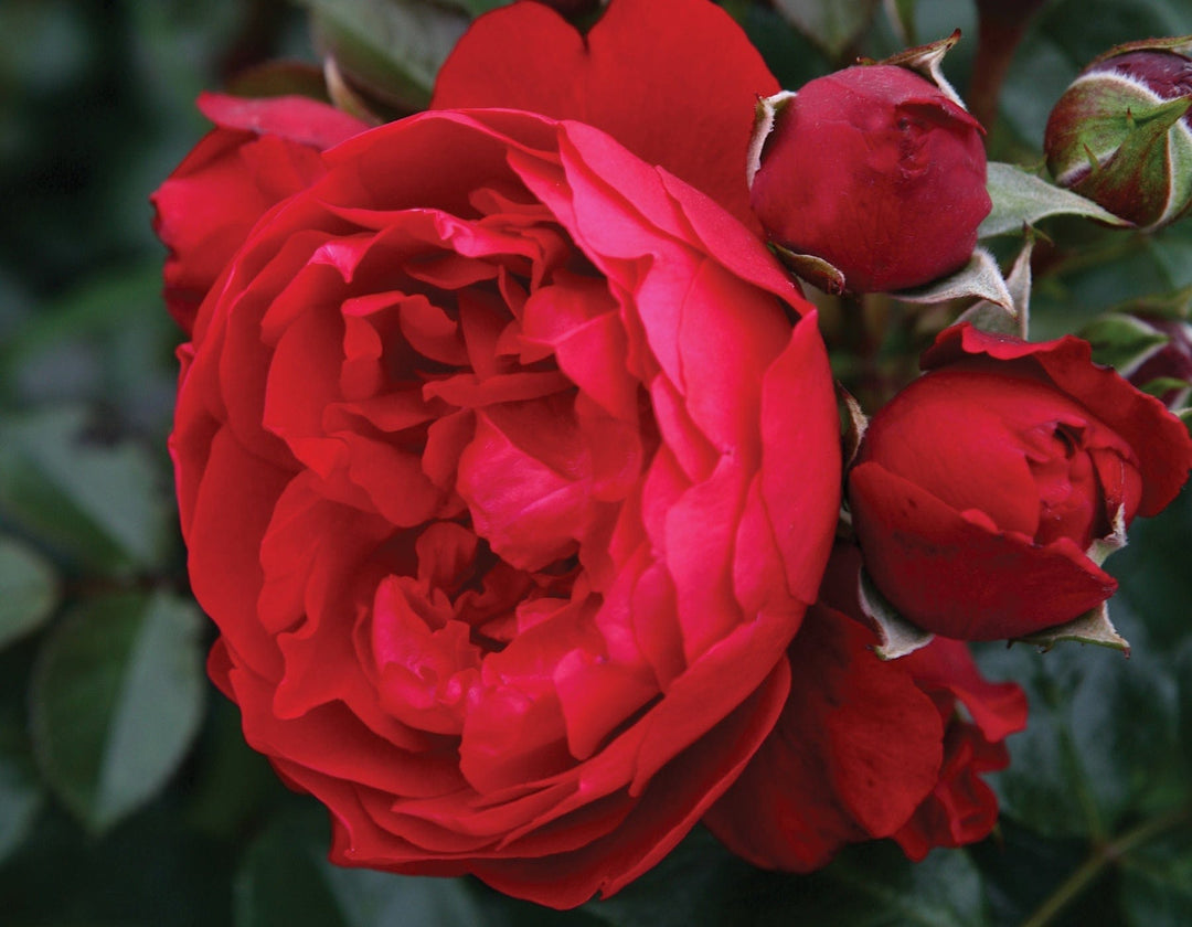 Florentina Arborose - Star Roses and Plants