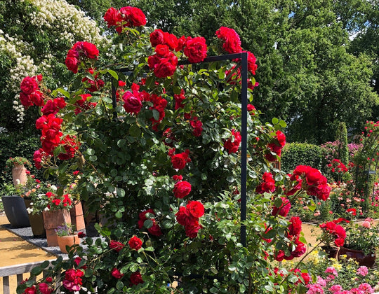 Florentina Arborose - Star Roses and Plants