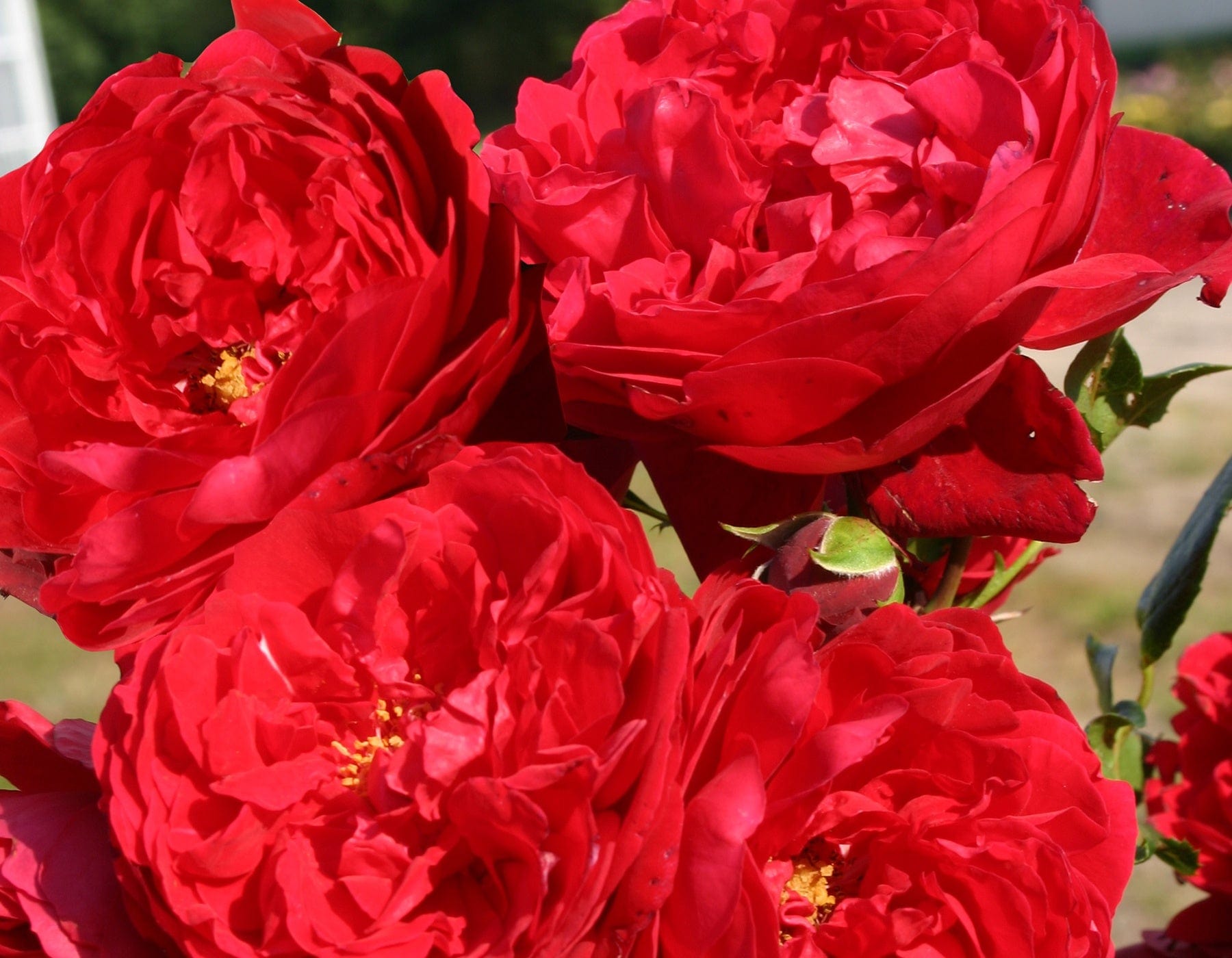 Florentina Arborose - Star Roses and Plants