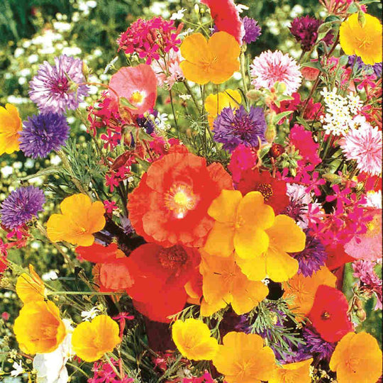 Flower Garden Old Fashioned Jumbo - McKenzie Seeds 