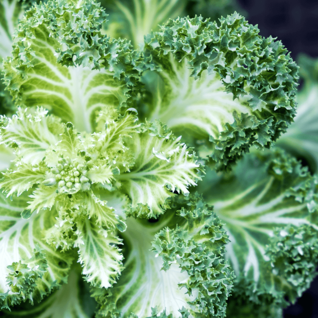 Flowering Kale - Ontario Seed Company