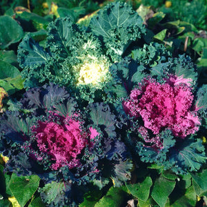 Flowering Kale - Ontario Seed Company