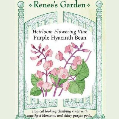 Flowering Purple Hyacinth Bean - Renee's Garden Seeds
