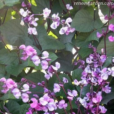 Flowering Purple Hyacinth Bean - Renee's Garden Seeds