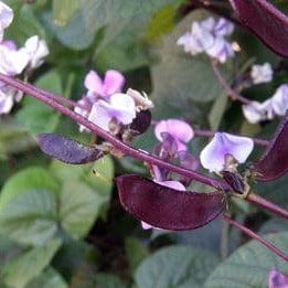 Flowering Purple Hyacinth Bean - Renee's Garden Seeds