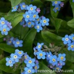 Forget-Me-Nots Azure Blue - Renee's Garden