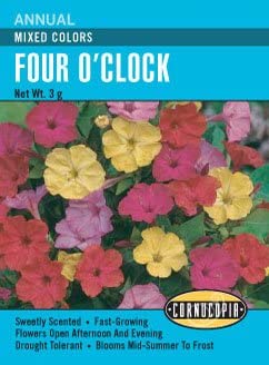 Four O'Clock Mixed Colours - Cornucopia Seeds