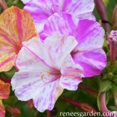 Four O'Clocks Broken Colors - Renee's Garden