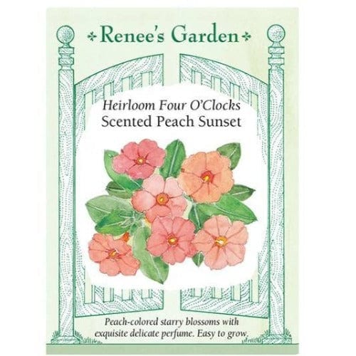 Four O'Clocks Peach Sunset - Renee's Garden Seeds