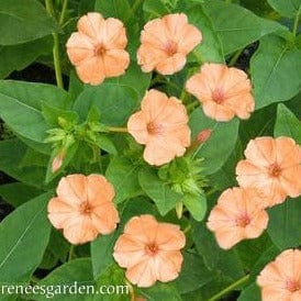 Four O'Clocks Peach Sunset - Renee's Garden Seeds