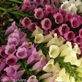 Foxglove Carousel Mix - Renee's Garden Seeds