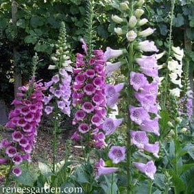 Foxglove Carousel Mix - Renee's Garden Seeds