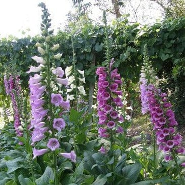 Foxglove Carousel Mix - Renee's Garden Seeds