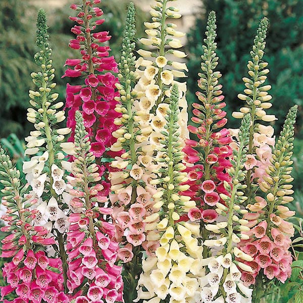 Foxglove Excelsior Hybrids - Mr. Fothergill's Seeds