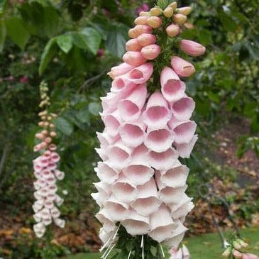 Foxglove Faerie Queen - Renee's Garden Seeds