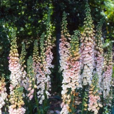 Foxglove Faerie Queen - Renee's Garden Seeds