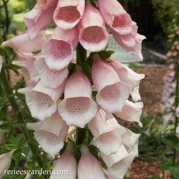 Foxglove Faerie Queen - Renee's Garden Seeds