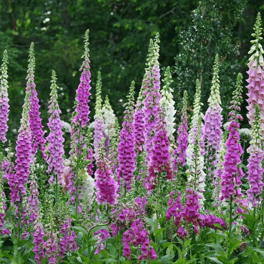 Foxglove Mix - Salt Spring Seeds