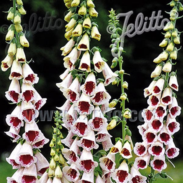 Foxglove Pam's Choice - Mr. Fothergill's Seed