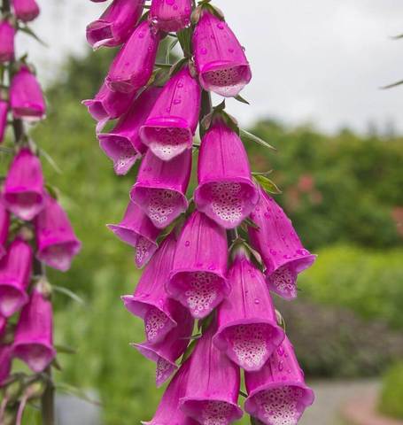 Foxgloves Purple - West Coast Seeds