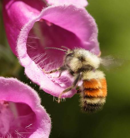 Foxgloves Purple - West Coast Seeds