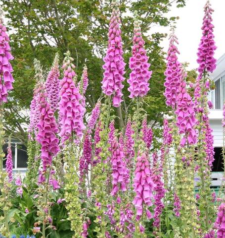 Foxgloves Purple - West Coast Seeds