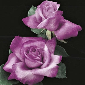 Fragrant Plum - Weeks Rose