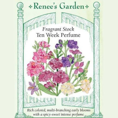 Fragrant Stock Ten Week Perfume - Renee's Garden Seeds