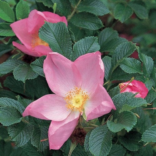 Frau Dagmar Hartopp - Weeks Rose