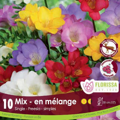 Freesia Single Mix yellow purple pink red white spring bulbs