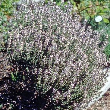 French Thyme - Renee's Garden Seeds