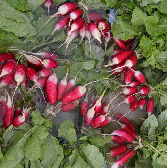 Radish French Breakfast - Saanich Organics