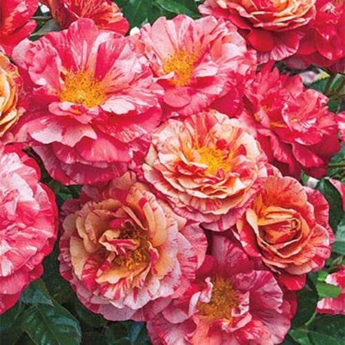 Frida Kahlo Floribunda | Weeks Rose – Wildwood Outdoor Living