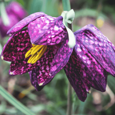 Fritillaria - Checkered Lily, Meleagris, 10 Pack