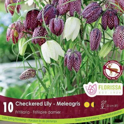Fritillaria Checkered Lily Meleagris 