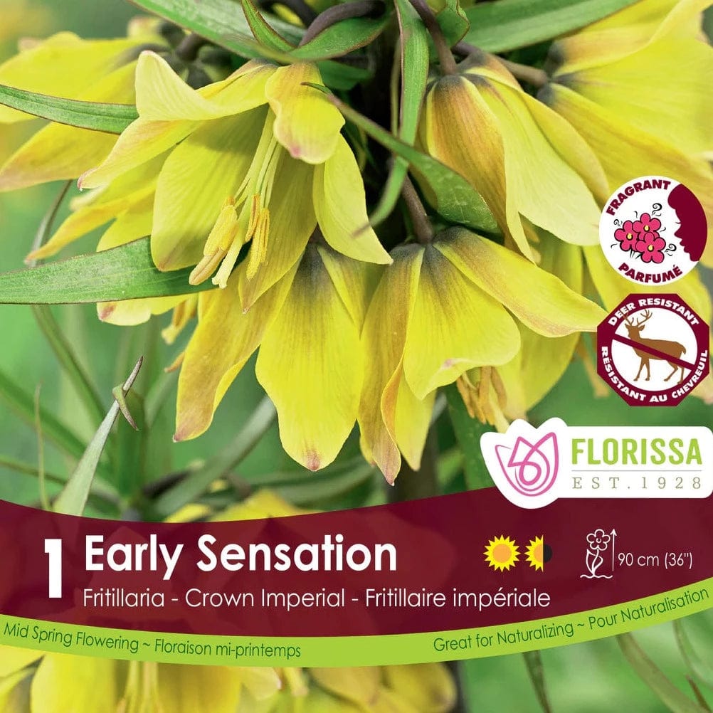 Fritillaria - Early Sensation