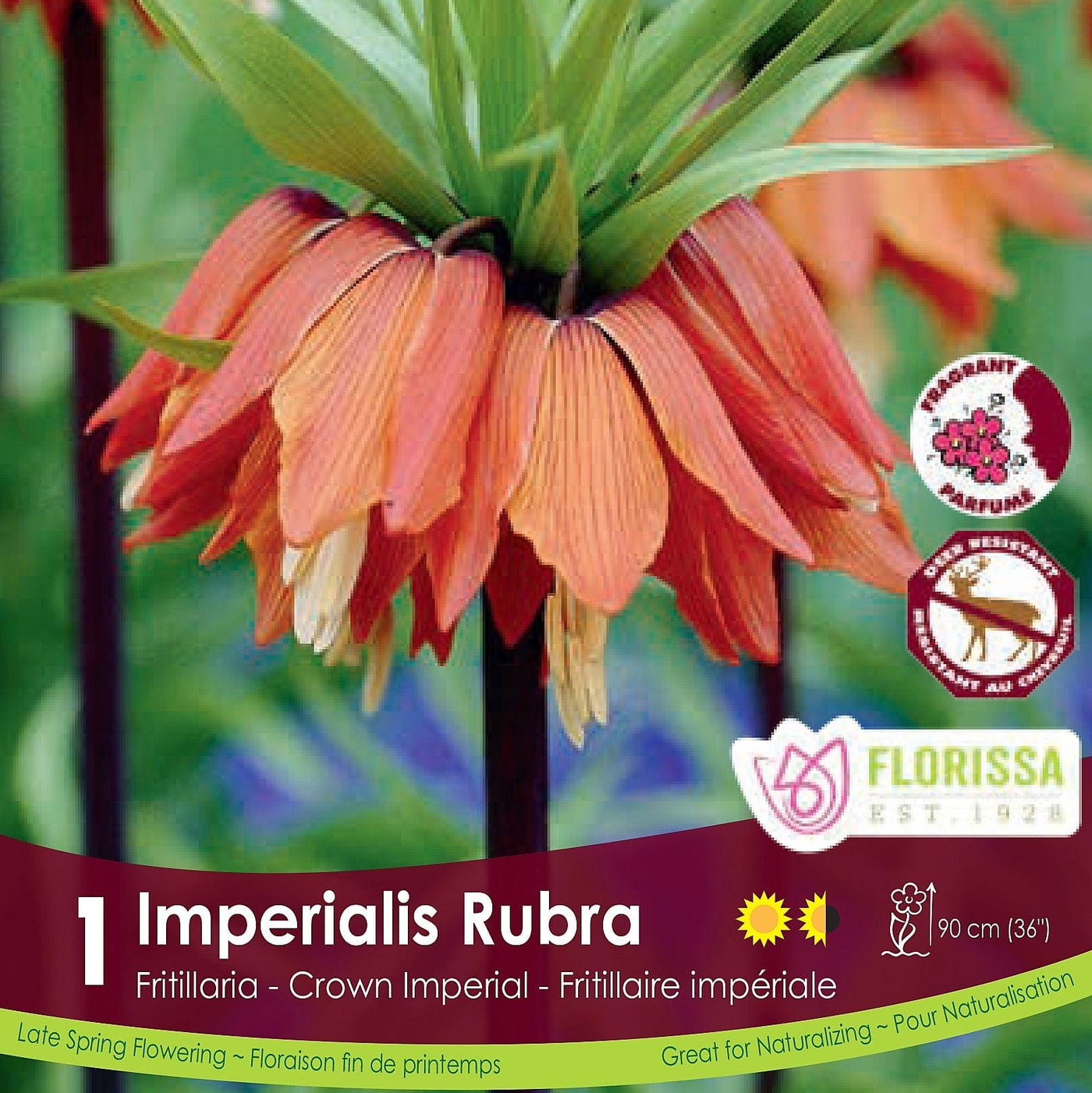 Fritillaria Imperialis Rubra 