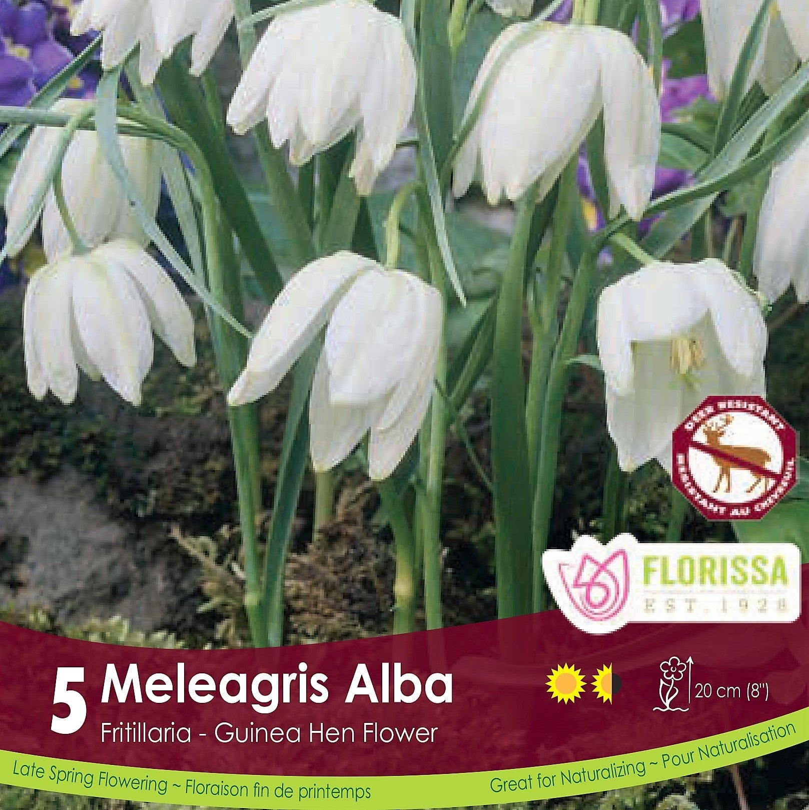 Fritillaria Meleagris Alba