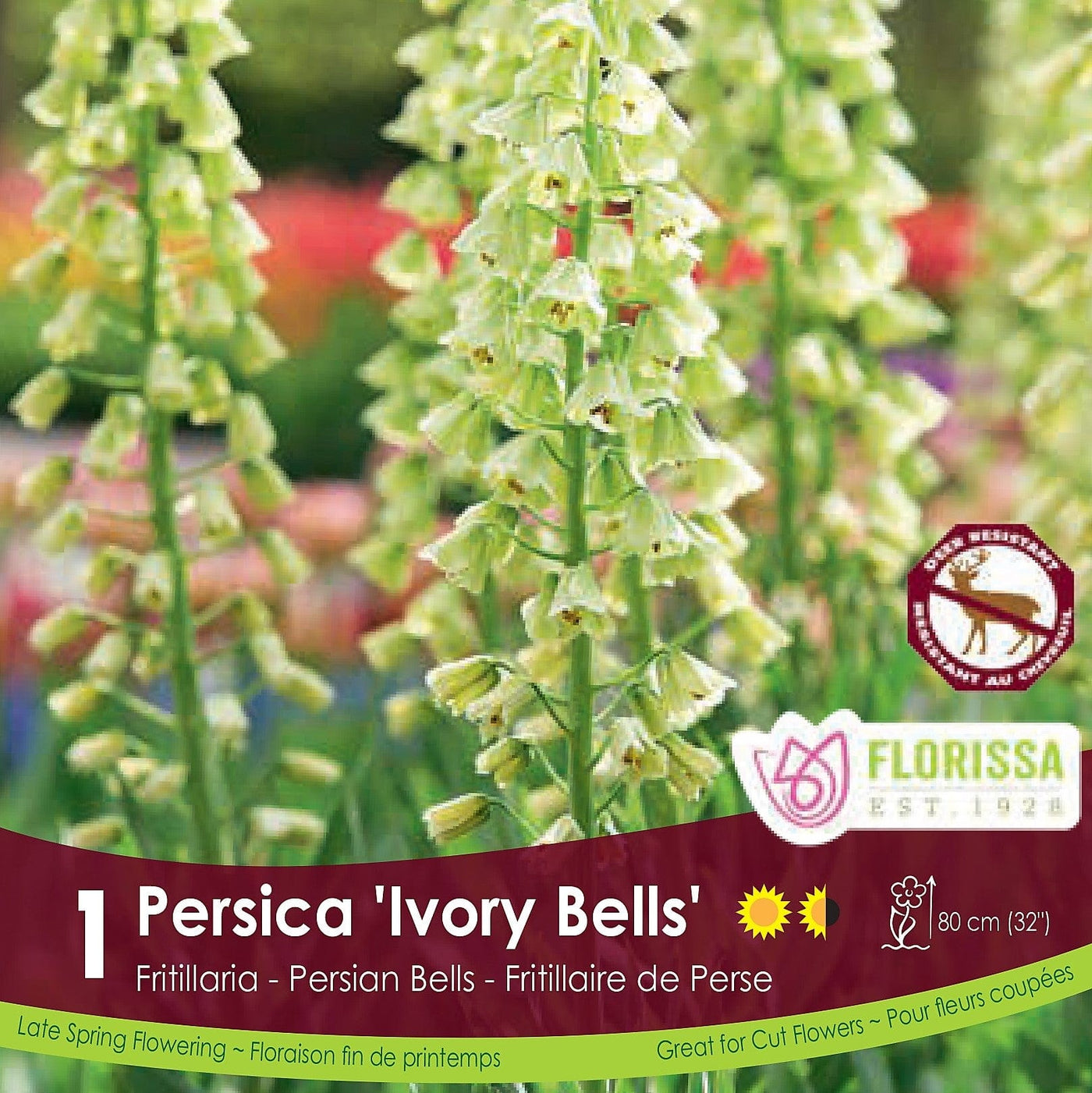 Fritillaria Ivory Bells Persica