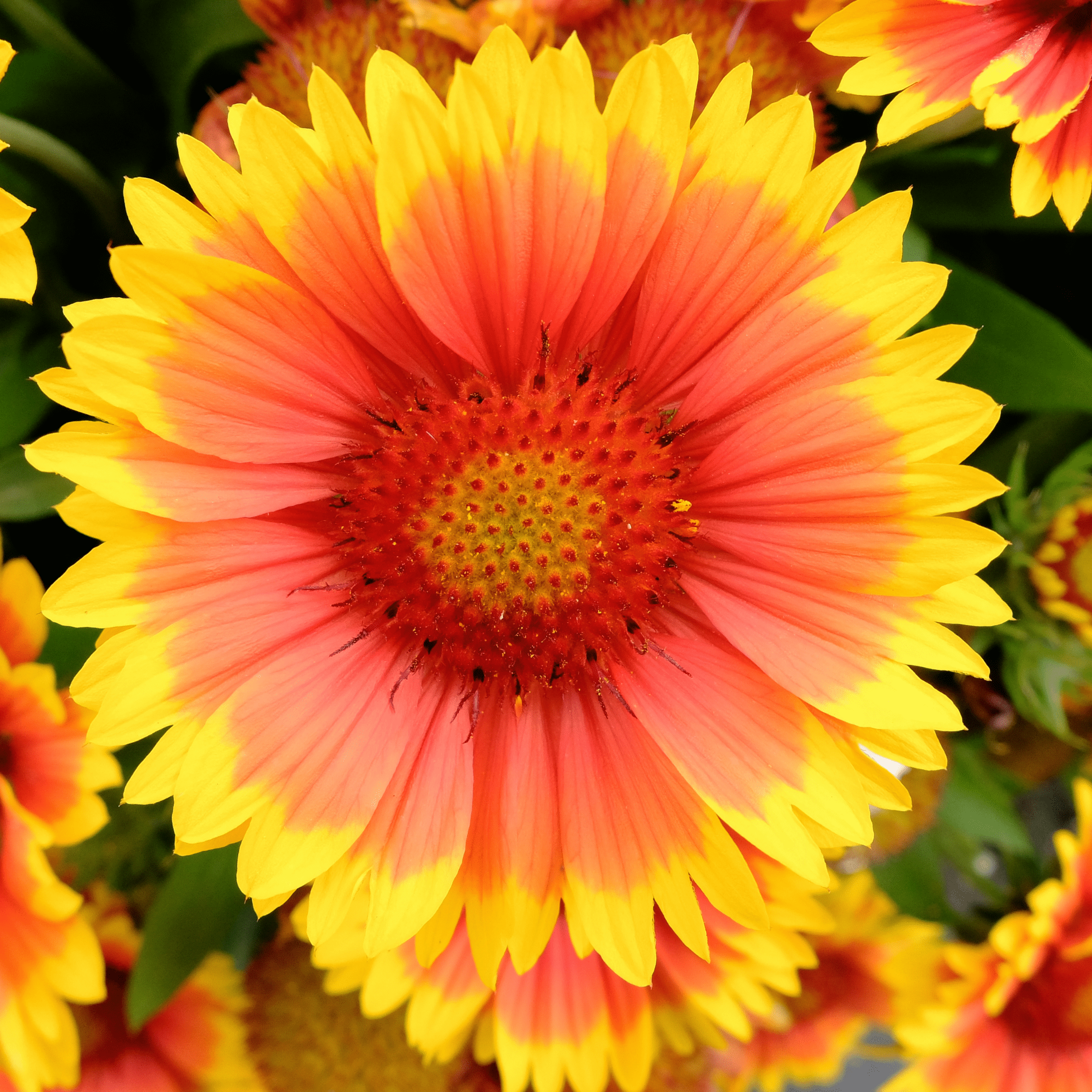 Gaillardia Arizona Apricot - Salt Spring Seeds