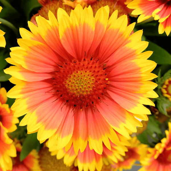Gaillardia Arizona Apricot - Salt Spring Seeds